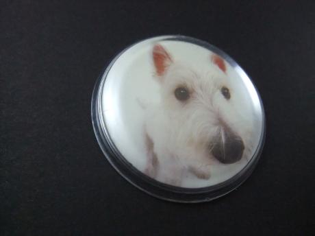 Highland White Terrier gezinshond ,clip speld